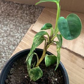 Photo of the plant species Aurea Epipremnum Pinnatum by @GoldenLakesedge named Zion on Greg, the plant care app