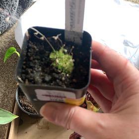 Photo of the plant species Utricularia by @GoldenLakesedge named Daphne on Greg, the plant care app