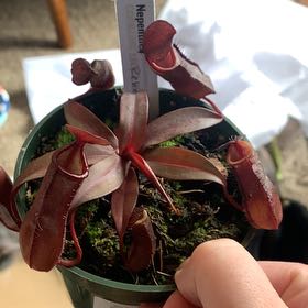 Photo of the plant species Pitcher Plant by @GoldenLakesedge named Beckham on Greg, the plant care app