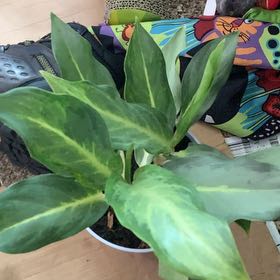 Photo of the plant species Aglaonema fumeum by @GoldenLakesedge named Ghost Frosted on Greg, the plant care app