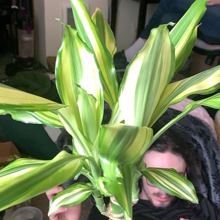 Photo of the plant species Moonlight Dragon Tree by @GoldenLakesedge named Sol on Greg, the plant care app