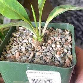 Photo of the plant species Pine Cone Plant by @GoldenLakesedge named Lola on Greg, the plant care app