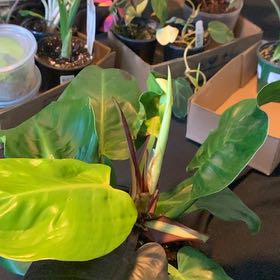 Photo of the plant species Yellow Flame Philodendron by @GoldenLakesedge named Emerson on Greg, the plant care app