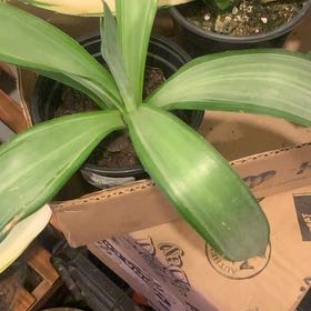Photo of the plant species Snake Plant by @GoldenLakesedge named LiloStitch on Greg, the plant care app