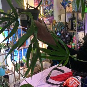 Photo of the plant species zippelianum by @GoldenLakesedge named Marilyn on Greg, the plant care app