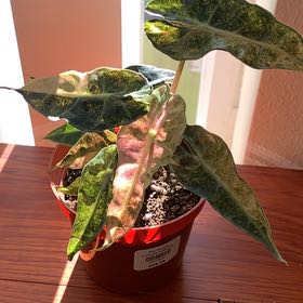 Photo of the plant species Variagated Odora Aurea by @GoldenLakesedge named Ronaldo on Greg, the plant care app