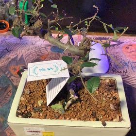 Photo of the plant species Schneider's Zelkova by @GoldenLakesedge named Bigleef Smalls on Greg, the plant care app