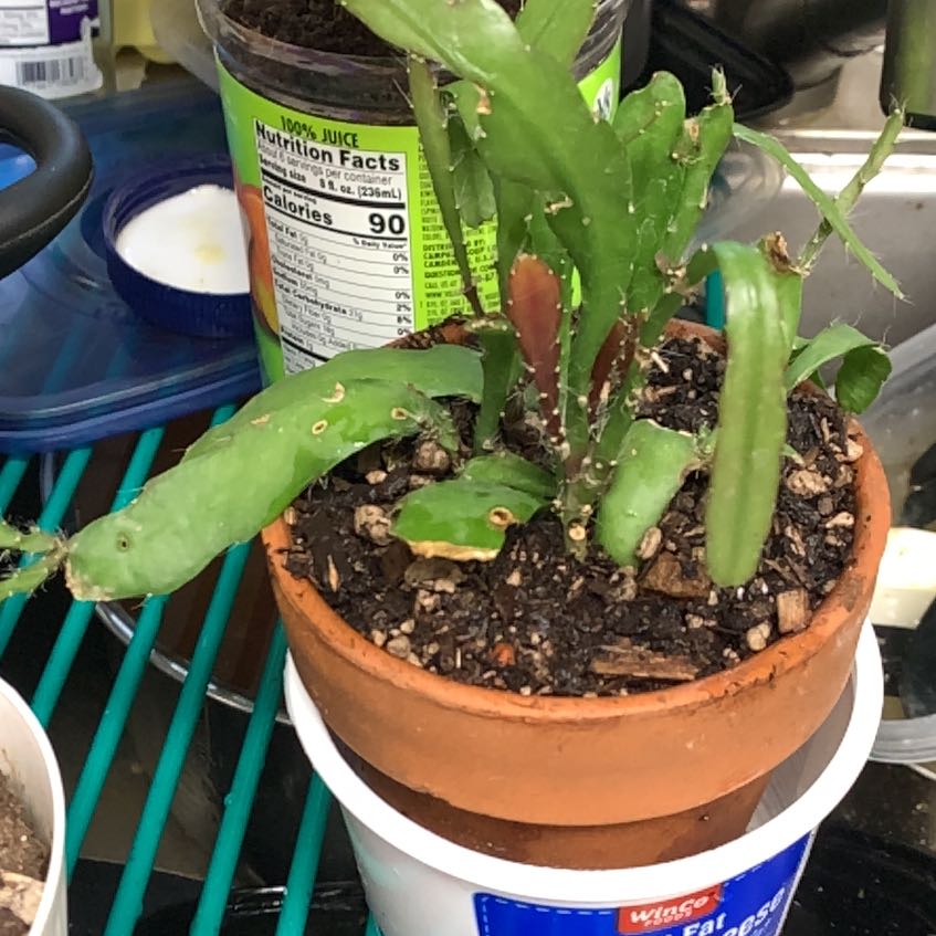 Photo of the plant species Hooker's Orchid Cactus by @GoldenLakesedge named Fire on Greg, the plant care app