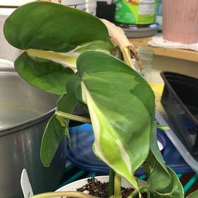 Photo of the plant species Philodendron 'Gabby' by @GoldenLakesedge named Gabby on Greg, the plant care app