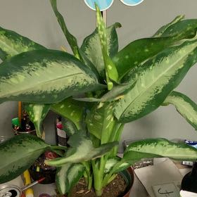 Photo of the plant species Dieffenbachia 'Panther' by @GoldenLakesedge named Panther on Greg, the plant care app