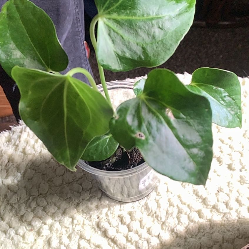 Photo of the plant species Delta Force Anthurium by @GoldenLakesedge named Delta on Greg, the plant care app