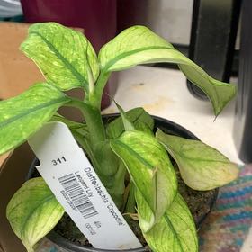 Photo of the plant species Diffenbachia Crocodile by @GoldenLakesedge named Teardrop on Greg, the plant care app
