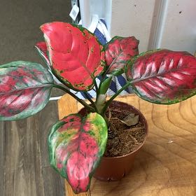Photo of the plant species Aglaonema 'Ruby Ray' by @GoldenLakesedge named Pancake on Greg, the plant care app