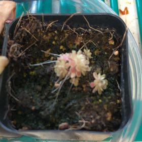 Photo of the plant species pingucula by @GoldenLakesedge named Harper on Greg, the plant care app