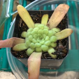 Photo of the plant species Pinguicula agnata gypsicola by @GoldenLakesedge named Hemingway on Greg, the plant care app