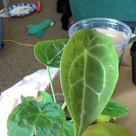 Photo of the plant species Anthurium Warocqueanum x Forgetii by @GoldenLakesedge named Sherlock on Greg, the plant care app