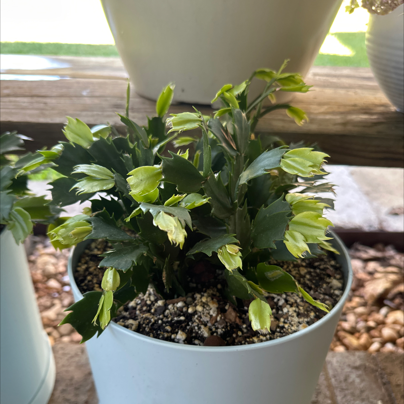 Photo of the plant species False Christmas Cactus by @SillyPlantGirl named Rink-A-Dink on Greg, the plant care app