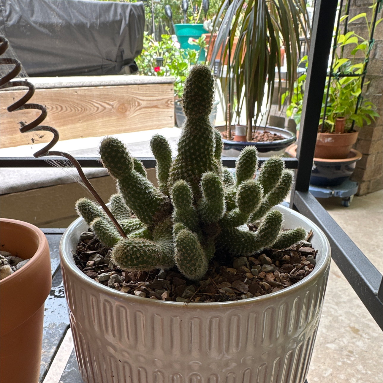 Photo of the plant species Rebutia perplexa by @SillyPlantGirl named BillyBallz on Greg, the plant care app
