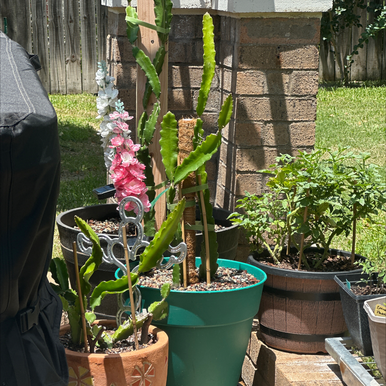 Photo of the plant species Red Dragon Fruit by @SillyPlantGirl named Aria on Greg, the plant care app