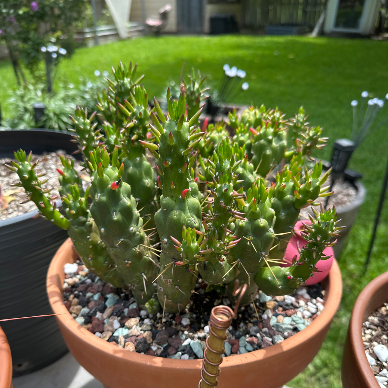 Photo of the plant species Gumby by @SillyPlantGirl named Bandaid on Greg, the plant care app