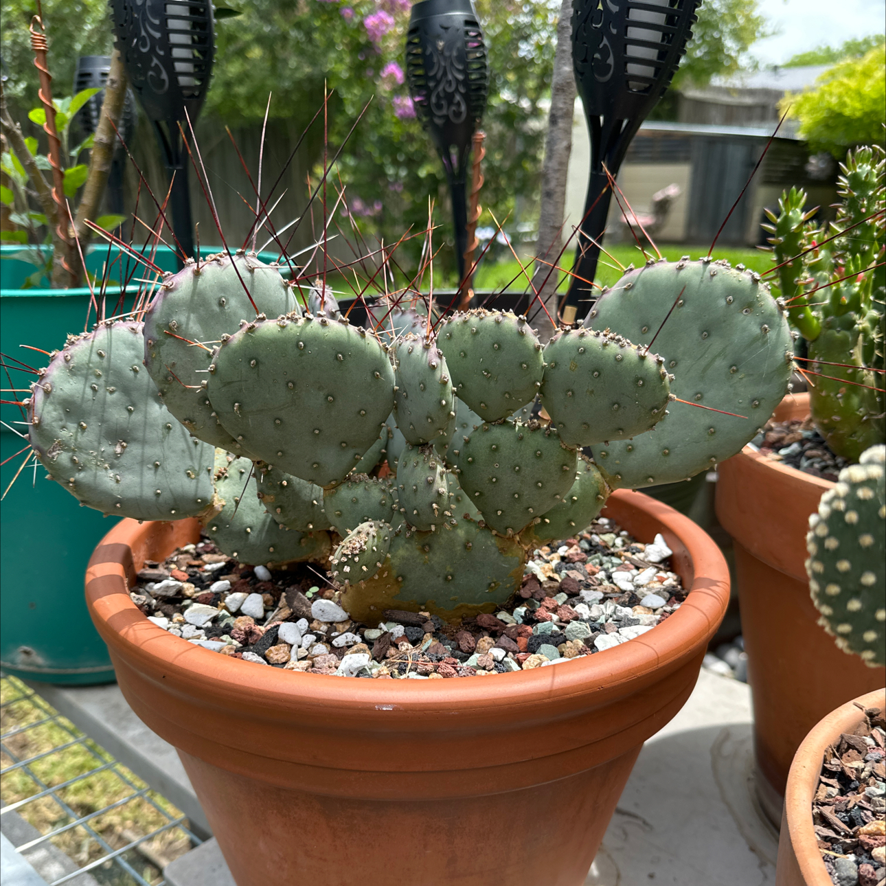 Photo of the plant species Prickly Pear Amethyst Wave by @SillyPlantGirl named The Intimidator on Greg, the plant care app