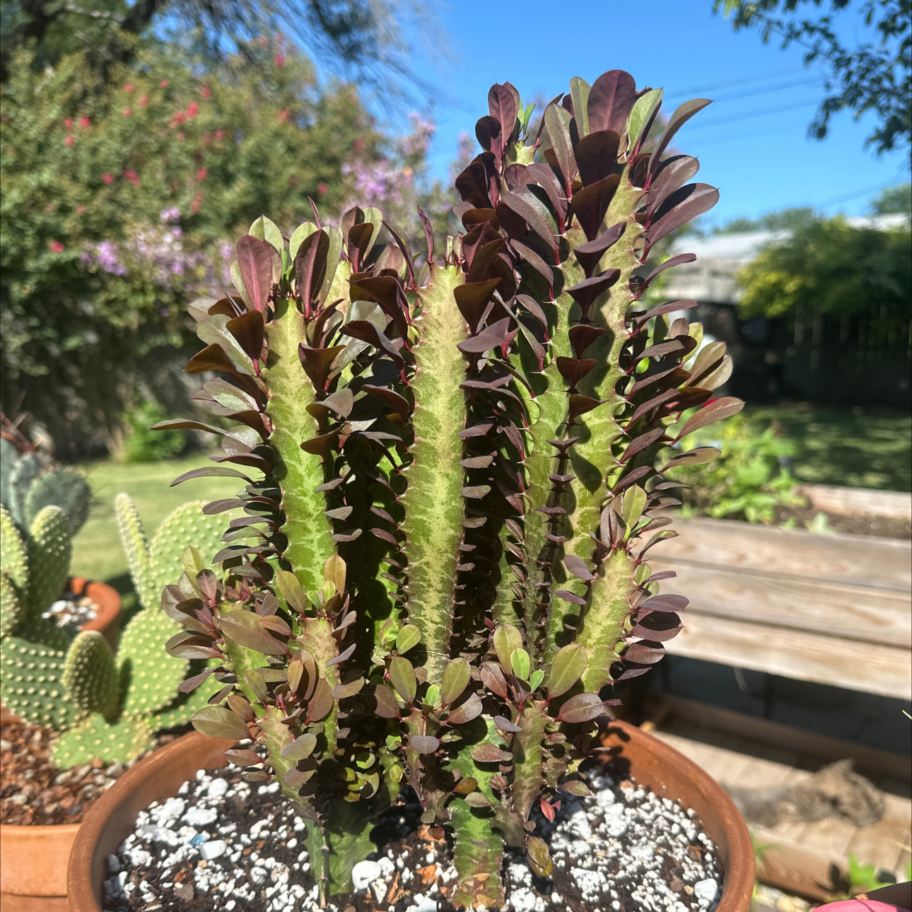 Photo of the plant species Royal Red African Milk Tree by @SillyPlantGirl named Leaf Erickson on Greg, the plant care app