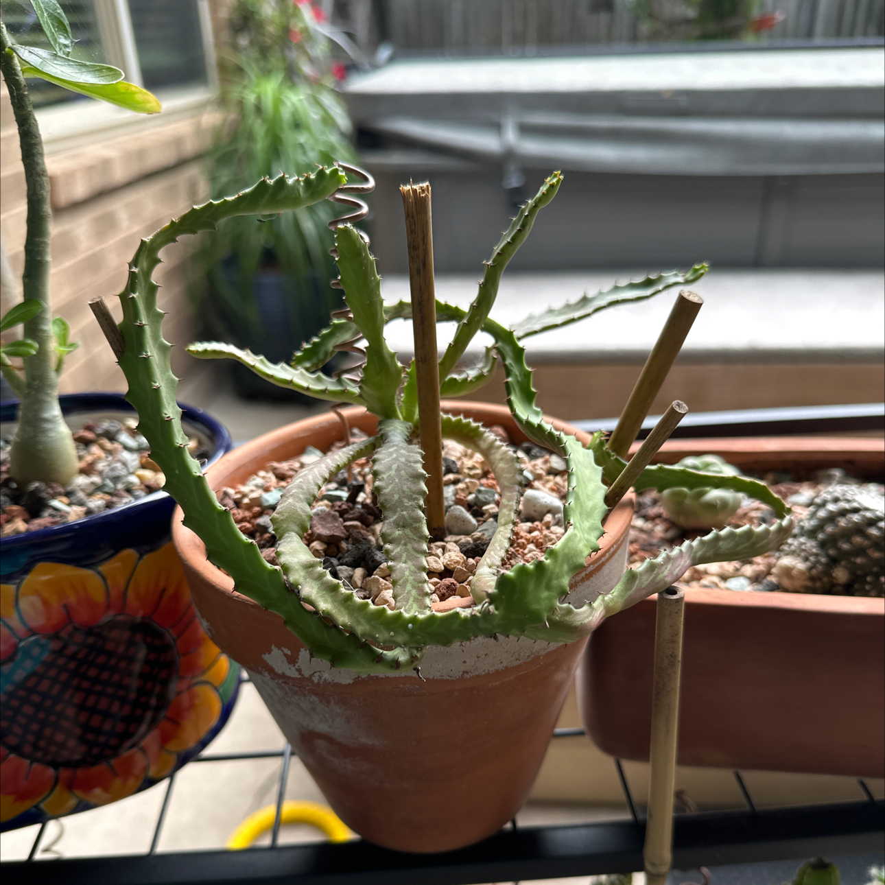 Photo of the plant species Euphorbia stellata subsp. stellata by @SillyPlantGirl named Stiletto on Greg, the plant care app