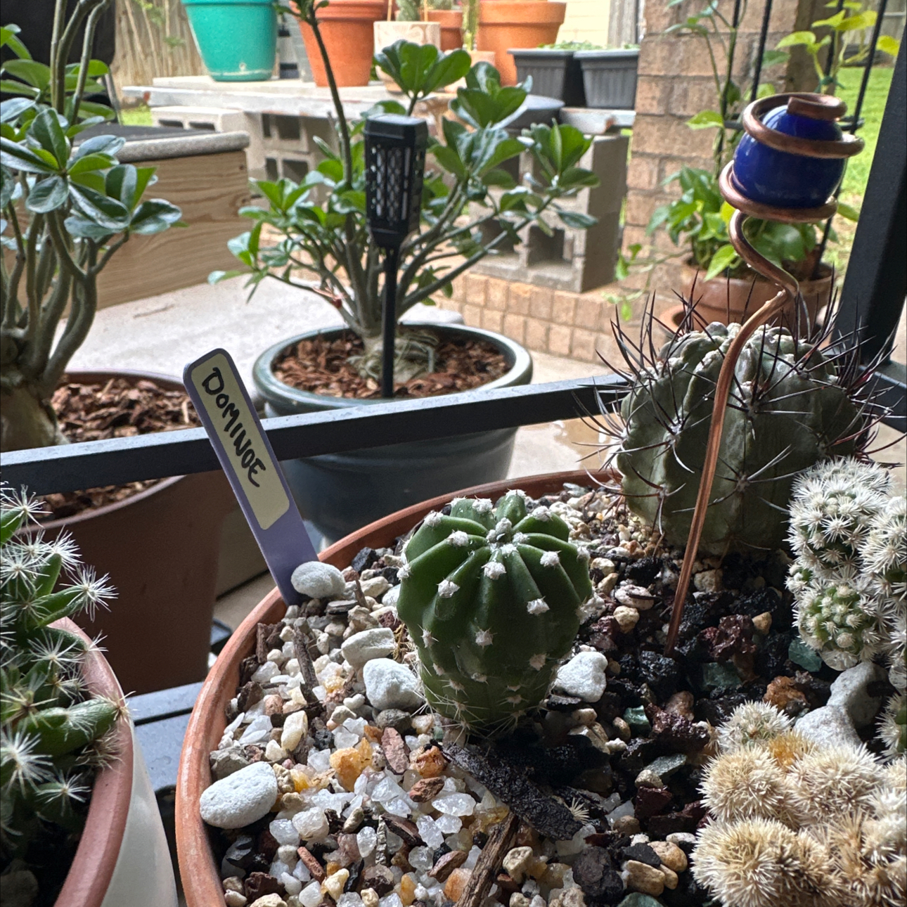 Photo of the plant species Domino Cactus by @SillyPlantGirl named Fats on Greg, the plant care app