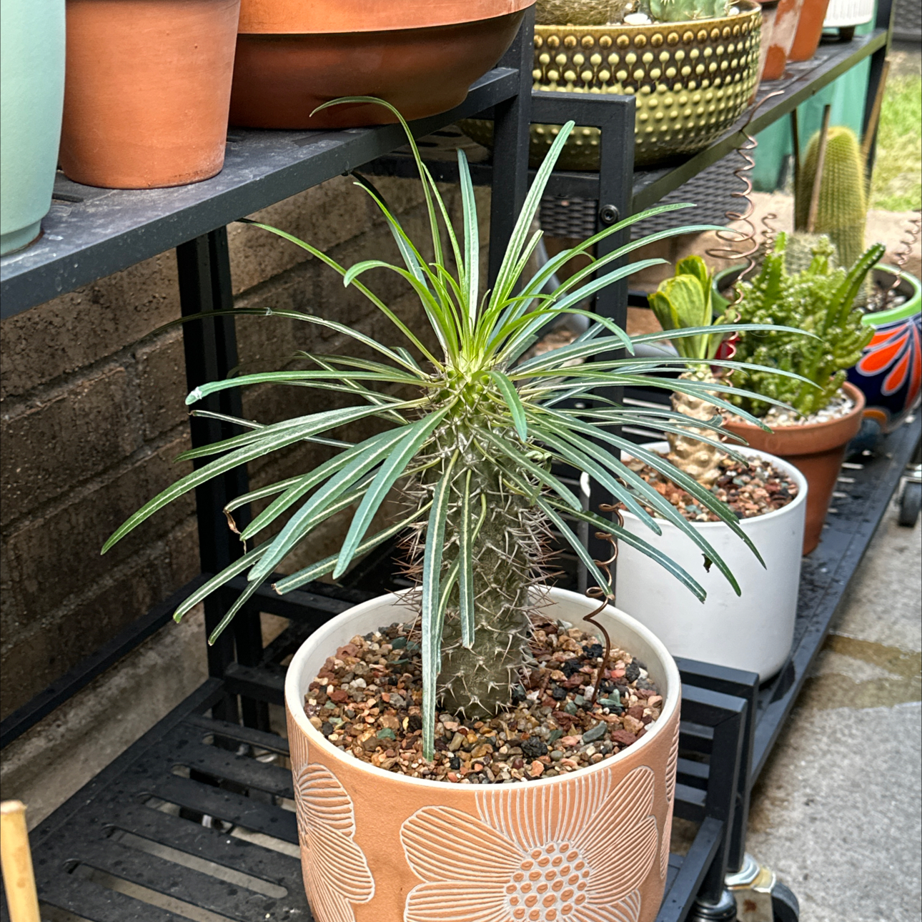 Photo of the plant species Silver Madagascar Palm by @SillyPlantGirl named Walt on Greg, the plant care app
