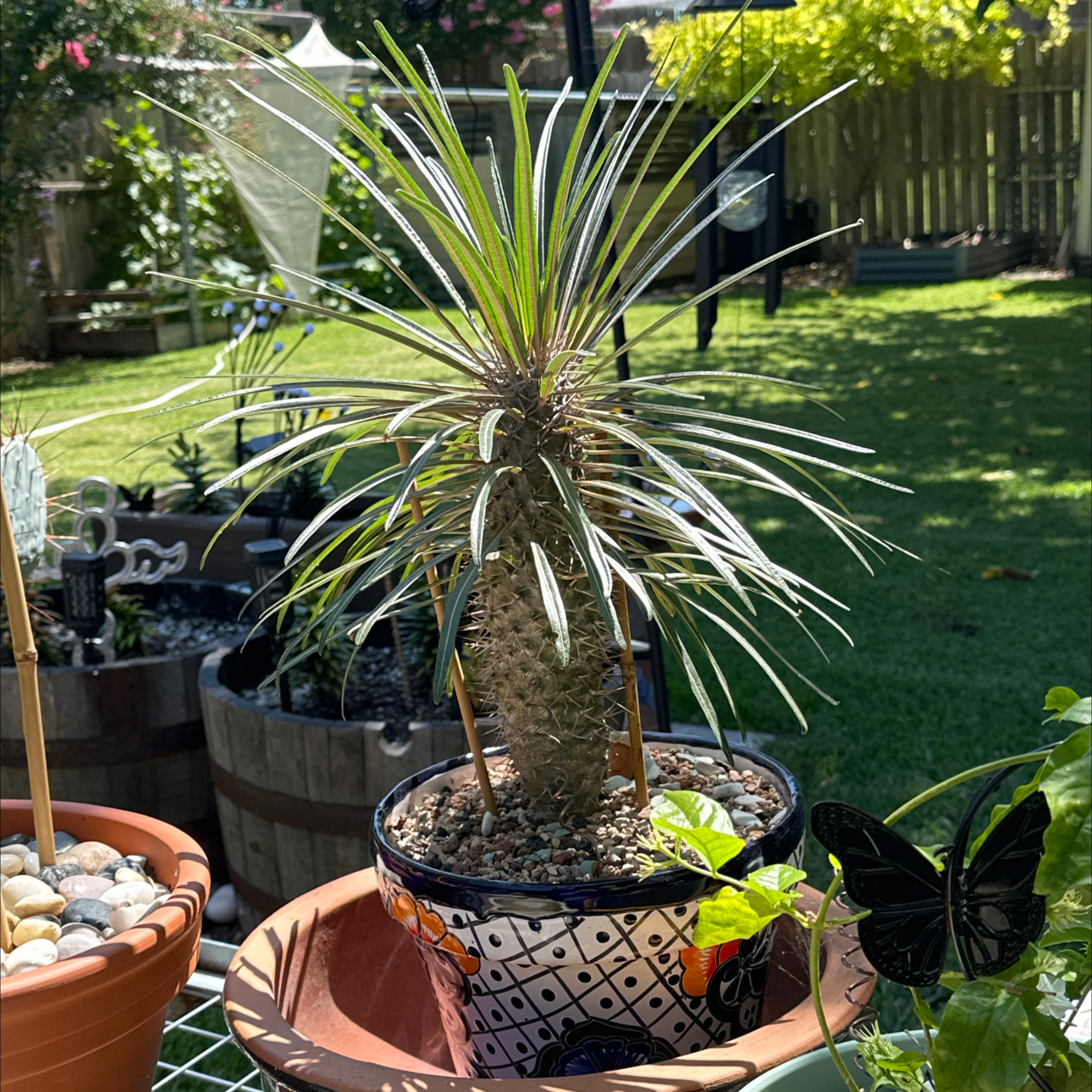 Photo of the plant species Silver Madagascar Palm by @SillyPlantGirl named Walt on Greg, the plant care app