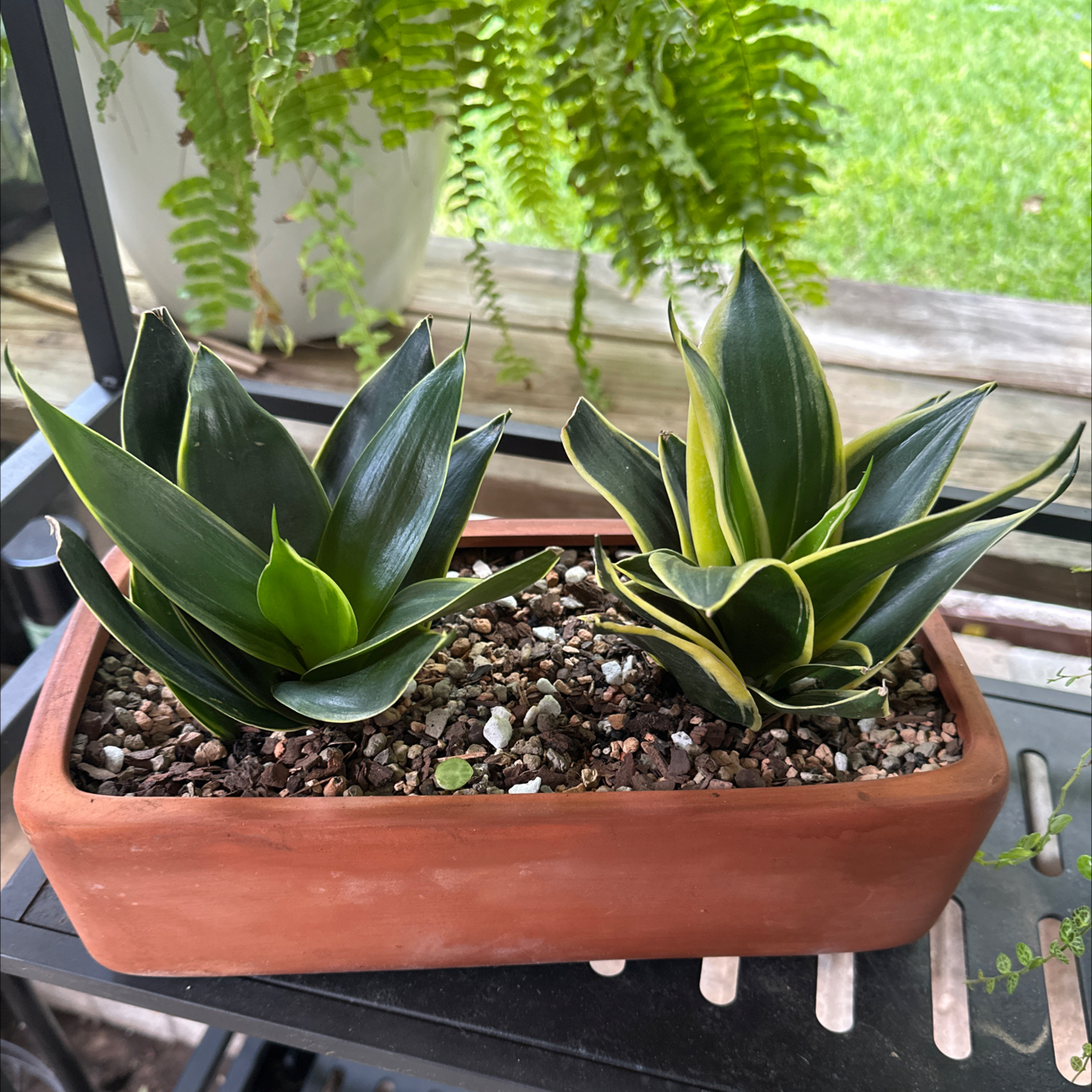 Photo of the plant species Black Gold Snake Plant by @SillyPlantGirl named Goldie on Greg, the plant care app