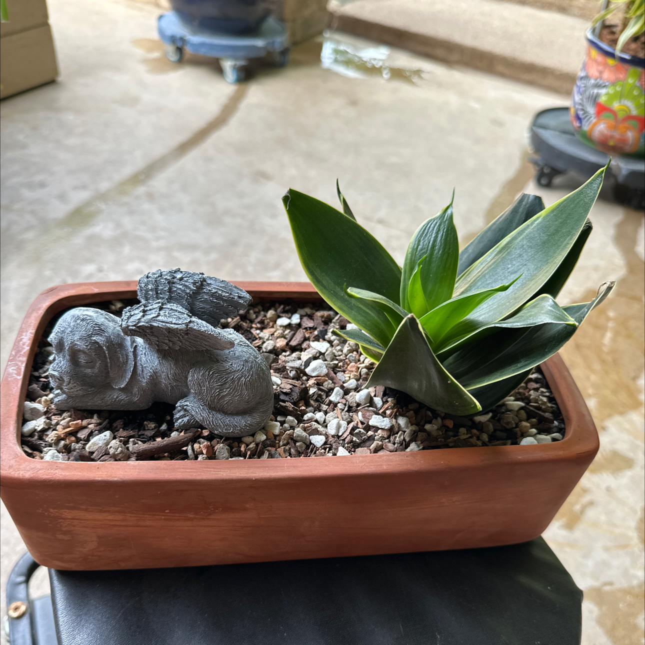 Photo of the plant species Mother-In-Law's Tongue by @SillyPlantGirl named Goldie on Greg, the plant care app