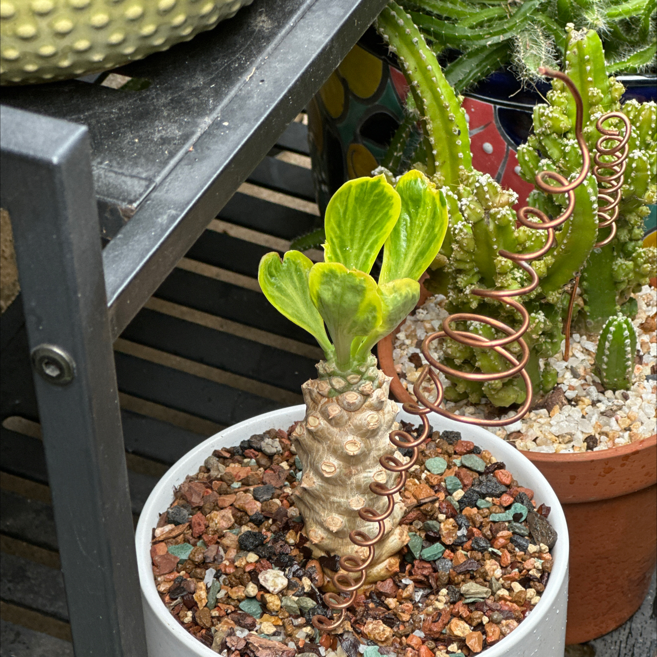 Photo of the plant species Variegated Euphorbia Poissonii by @SillyPlantGirl named Stubbs on Greg, the plant care app