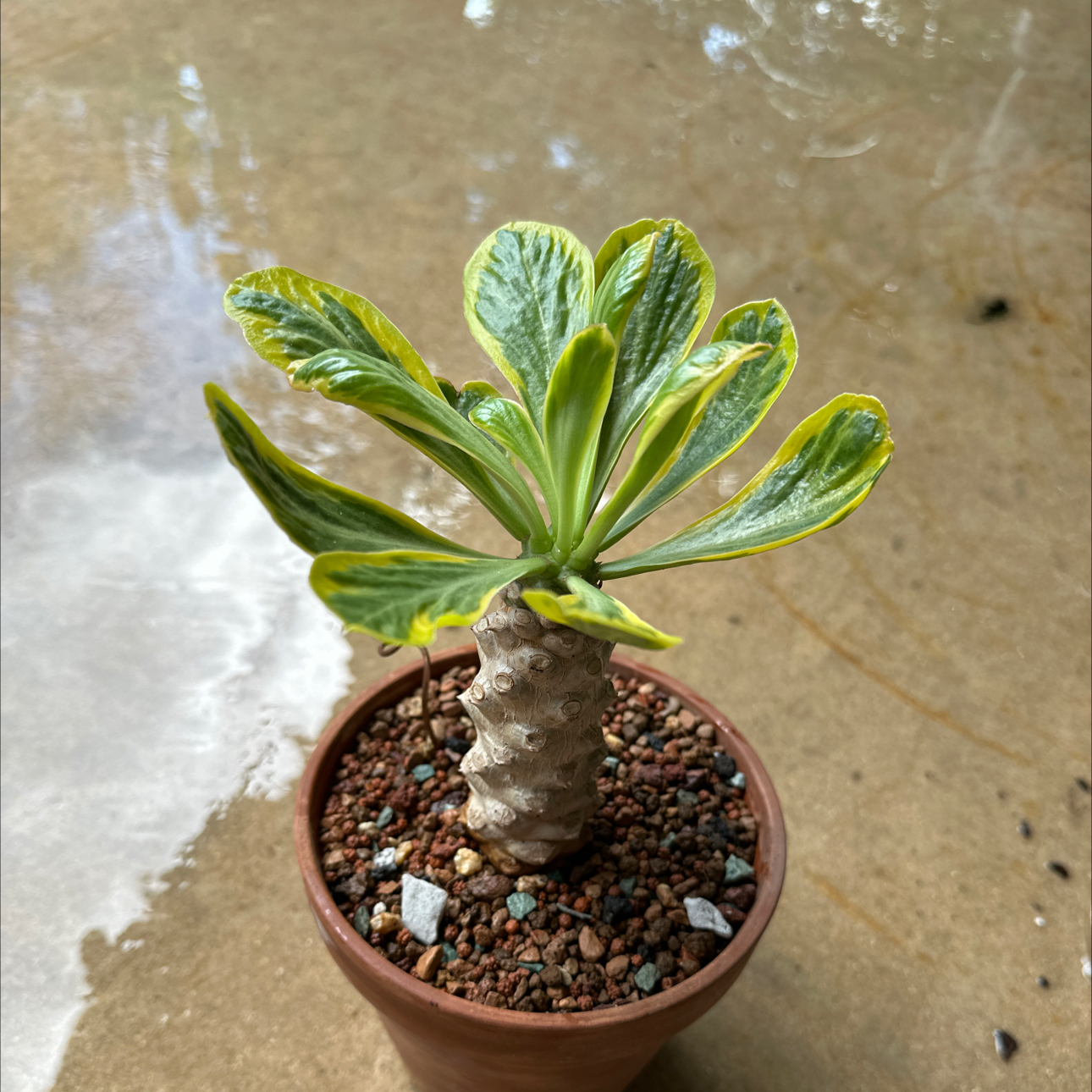 Photo of the plant species Variegated Euphorbia Poissonii by @SillyPlantGirl named Stubbs on Greg, the plant care app