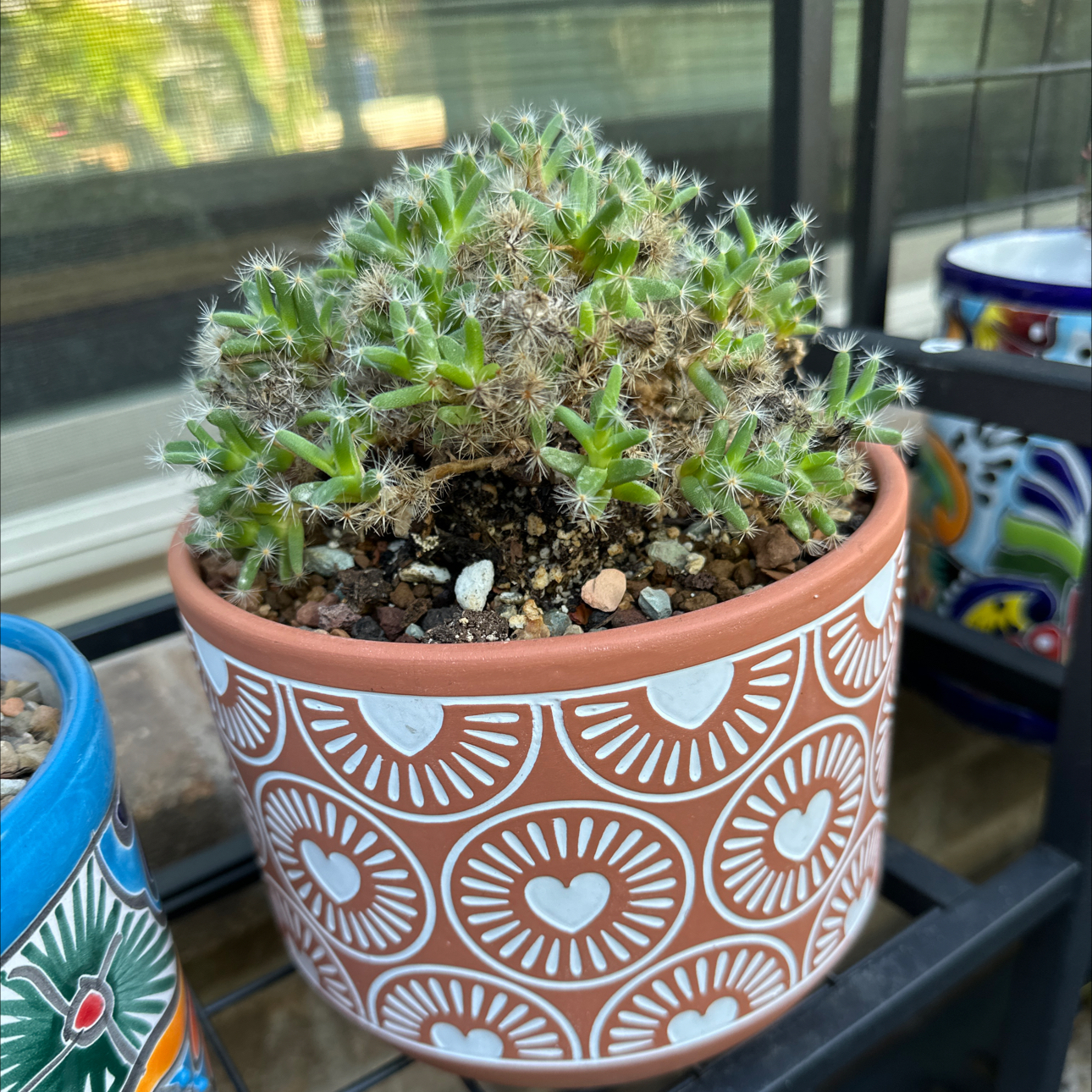 Photo of the plant species Miniature Desert Rose by @SillyPlantGirl named Prince on Greg, the plant care app