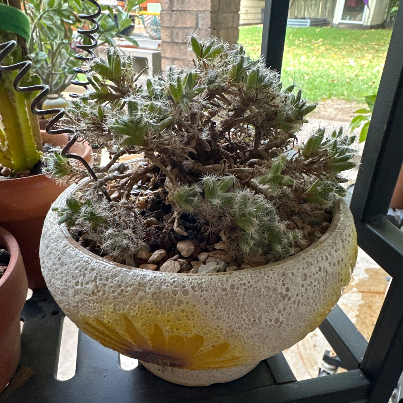 Photo of the plant species Miniature Desert Rose by @SillyPlantGirl named Prince on Greg, the plant care app