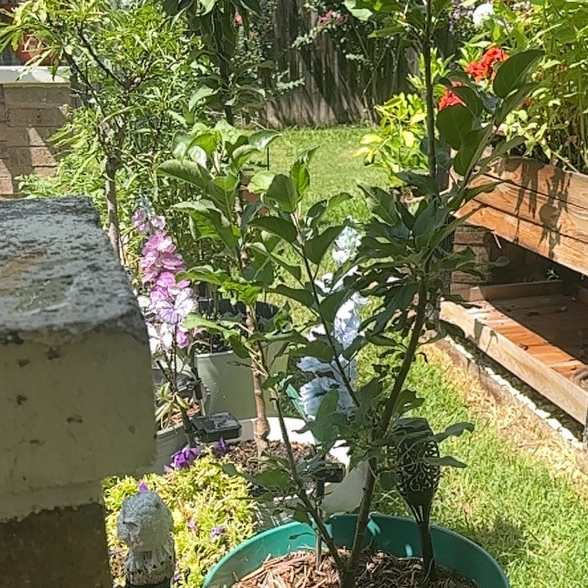 Photo of the plant species Bonanza Apple Tree by @SillyPlantGirl named Bonanza on Greg, the plant care app