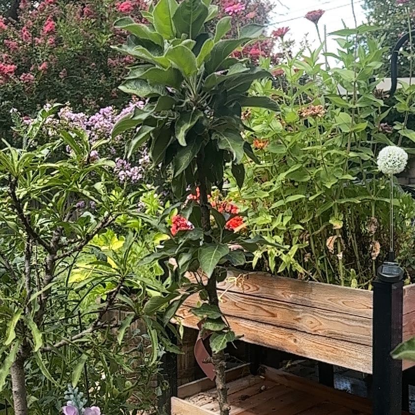 Photo of the plant species Bonanza Apple Tree by @SillyPlantGirl named Bonanza2 on Greg, the plant care app