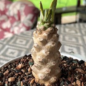 Photo of the plant species Variegated Euphorbia Poissonii by @SillyPlantGirl named Stubbs on Greg, the plant care app