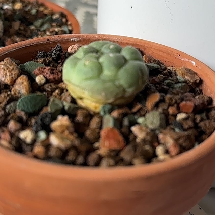 Photo of the plant species Coryphantha Elephantidens cv. Inermis by @SillyPlantGirl named Nubbs on Greg, the plant care app
