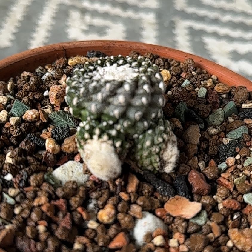 Photo of the plant species Copiapoa by @SillyPlantGirl named Chubb’s on Greg, the plant care app