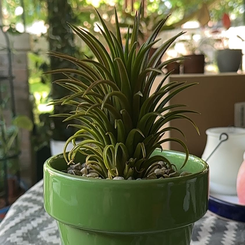 Photo of the plant species Tillandsia ionantha 'Guatemala' by @SillyPlantGirl named Elina on Greg, the plant care app