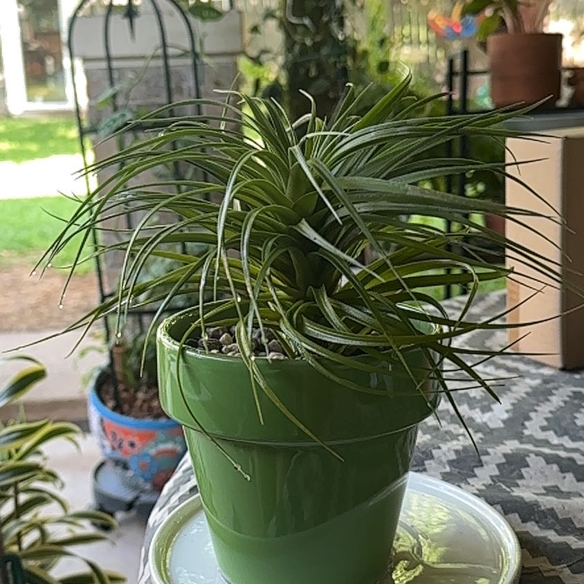 Photo of the plant species Aeranthos Air Plant by @SillyPlantGirl named Squiggy on Greg, the plant care app
