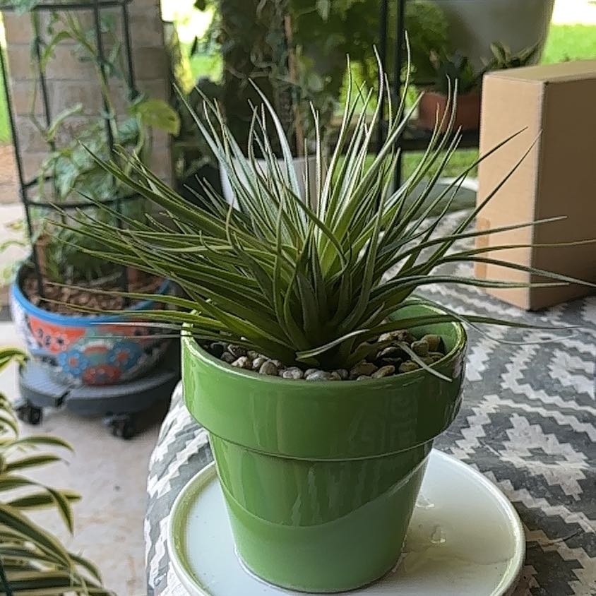 Photo of the plant species Aeranthos Air Plant by @SillyPlantGirl named Lenny on Greg, the plant care app