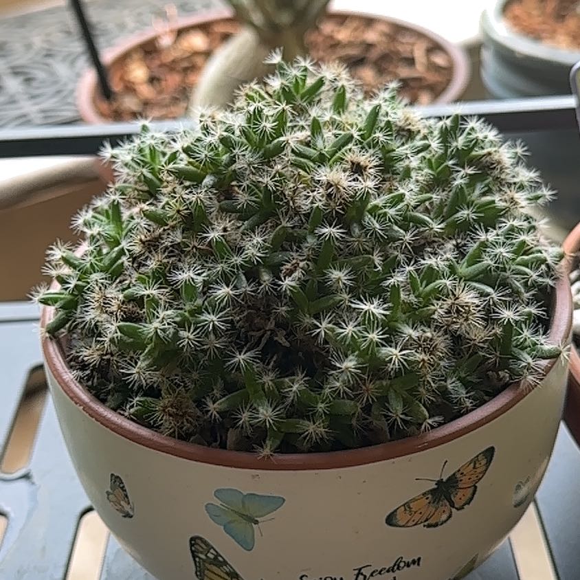 Photo of the plant species Miniature Desert Rose by @SillyPlantGirl named Prince on Greg, the plant care app