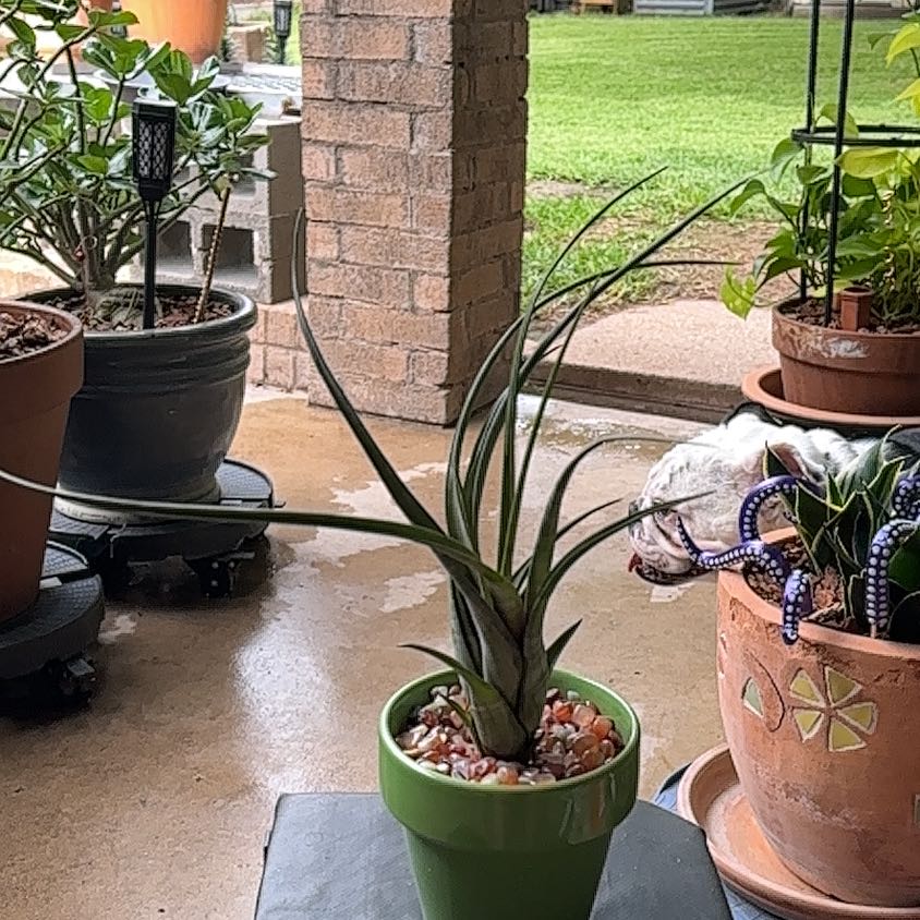 Photo of the plant species Banded Airplant by @SillyPlantGirl named Oscar on Greg, the plant care app