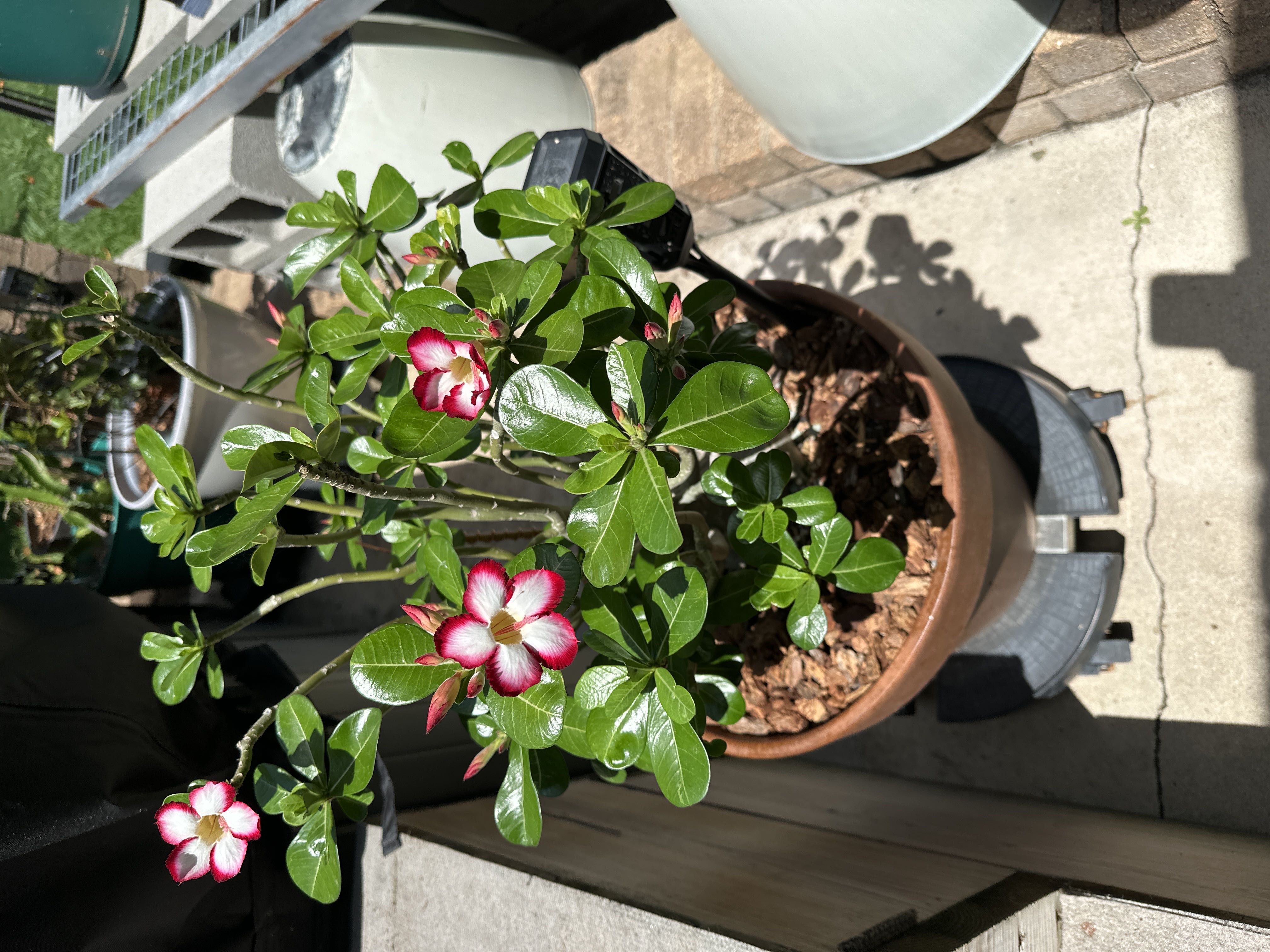 Photo from the post