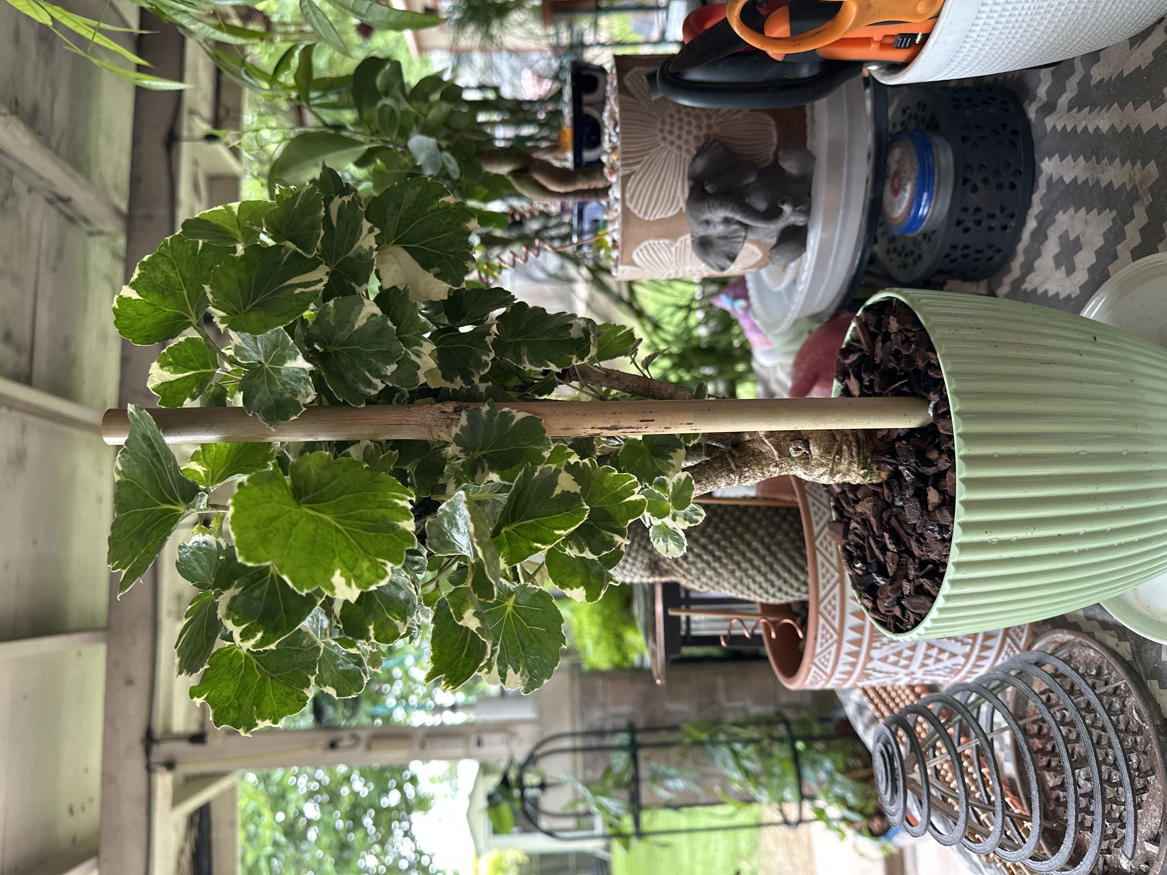 Photo from the post