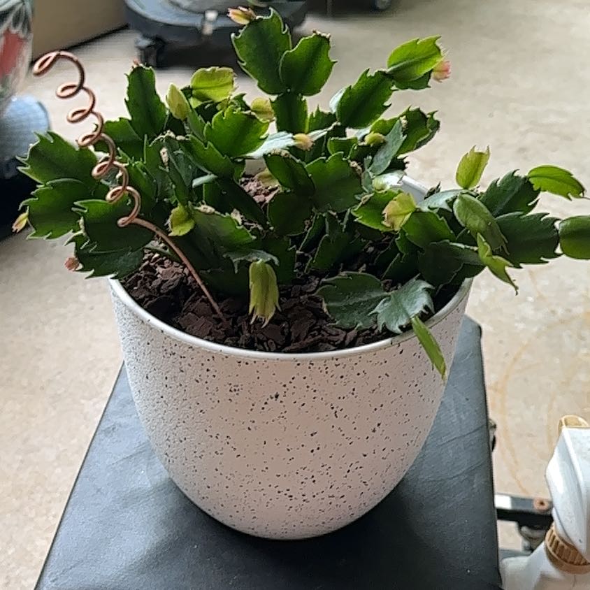 Photo of the plant species Thanksgiving Cactus by @SillyPlantGirl named Gobbler on Greg, the plant care app