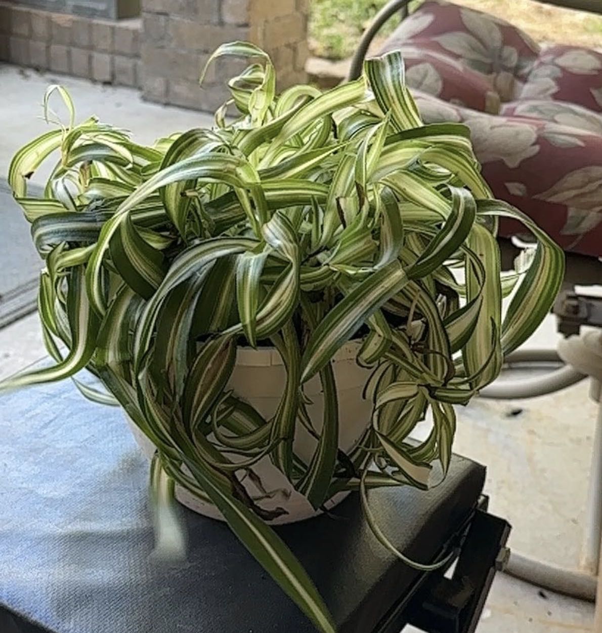 Photo from the post